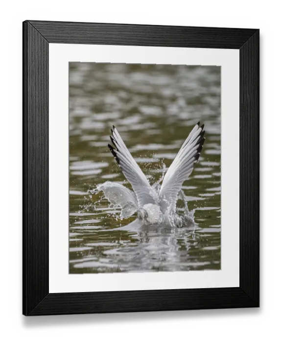 Framed Print : A black-headed gull dives into water