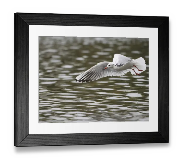 Framed Print : A black-headed gull in flight, Ruhrpott