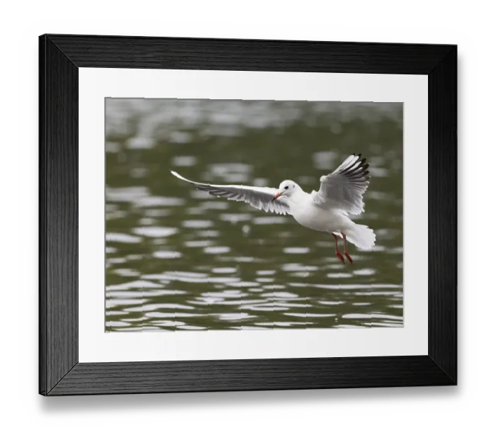 Framed Print : A black-headed gull in flight, Ruhrpott