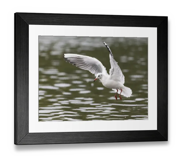 Framed Print : A black-headed gull in flight, Ruhrpott Framed Print : A black-headed gull in flight, Ruhrpott