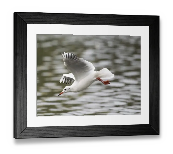 Framed Print : A black-headed gull swooping, Ruhrpott