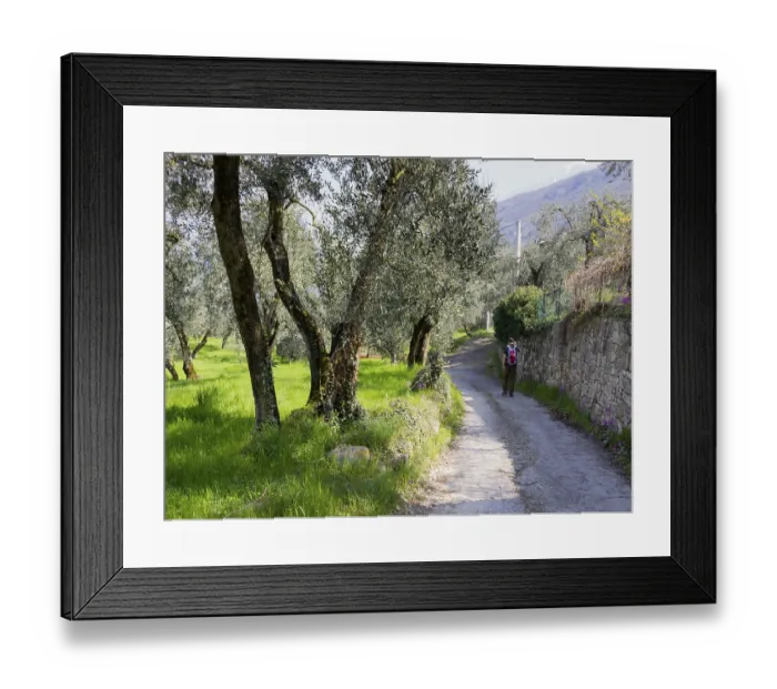 Framed Print : Landschaft entlang Olivenhain in Mallorca