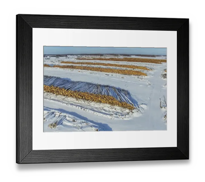 Framed Print : The felled trees lie under the open sky