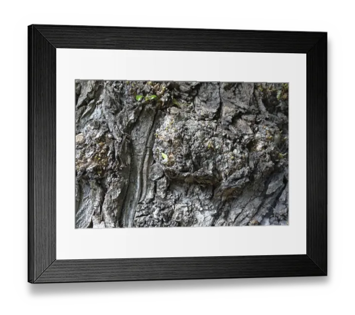 Framed Print : The textured surface of the multi-year bark of deciduous tree in the forest