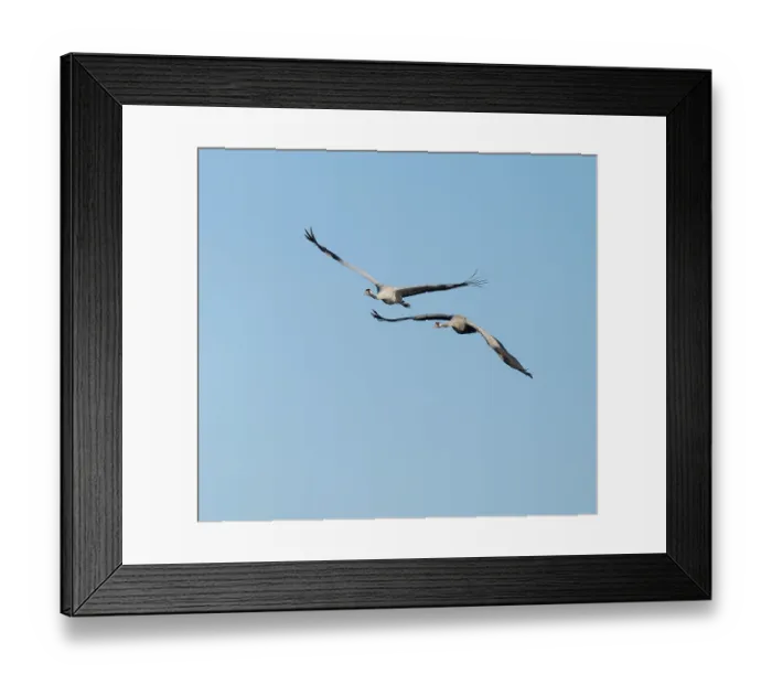 Framed Print : Crane (Grus grus), two cranes in flight