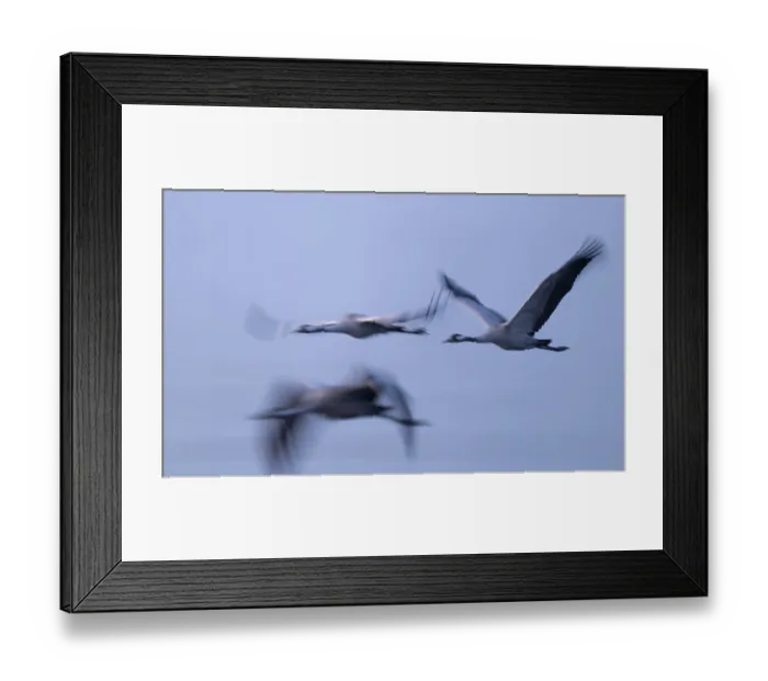 Framed Print : Crane (Grus grus) three cranes flying over a lake in morning light Framed Print : Crane (Grus grus) three cranes flying over a lake in morning light