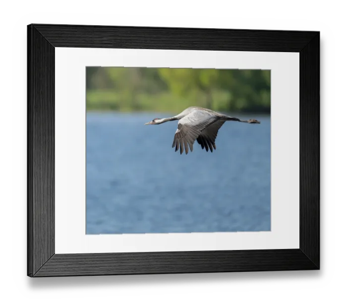 Framed Print : Crane (Grus grus) flying over a lake Framed Print : Crane (Grus grus) flying over a lake