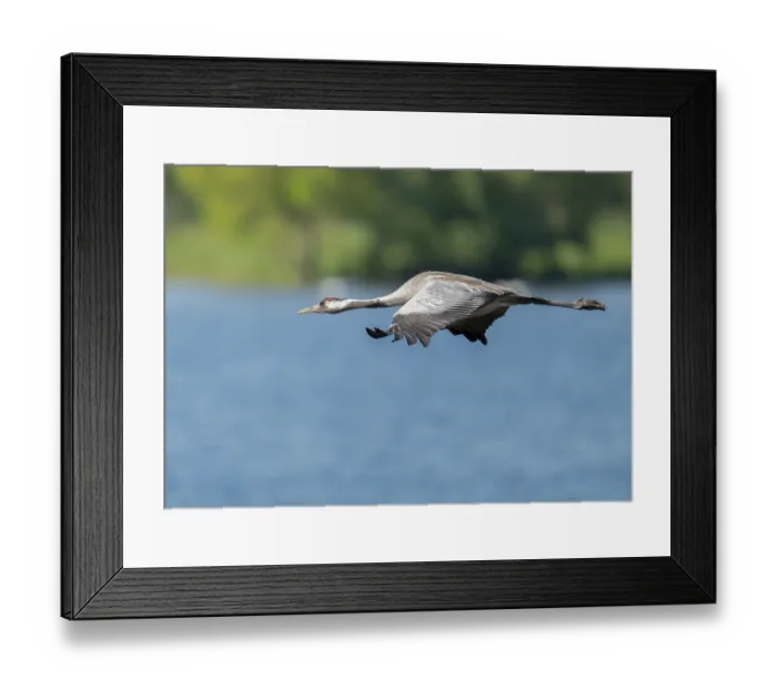 Framed Print : Crane (Grus grus) flying over a lake Framed Print : Crane (Grus grus) flying over a lake