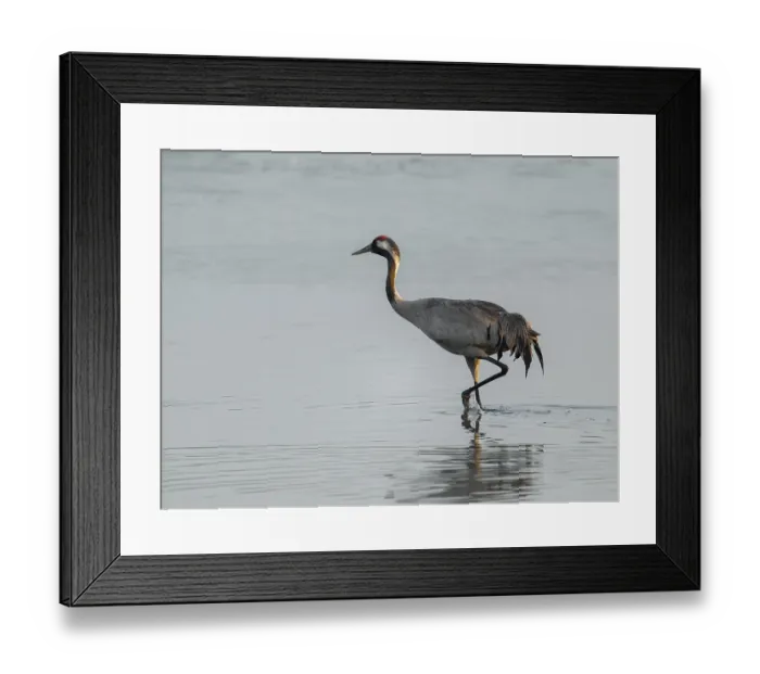 Framed Print : Crane (Grus grus) standing in the shallow water zone of a lake