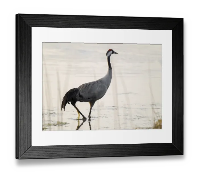Framed Print : Crane (Grus grus) standing in the shallow water zone of a lake