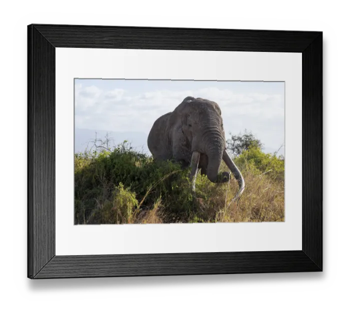Framed Print : African elephant (Loxodonta africana) eats leaves Framed Print : African elephant (Loxodonta africana) eats leaves