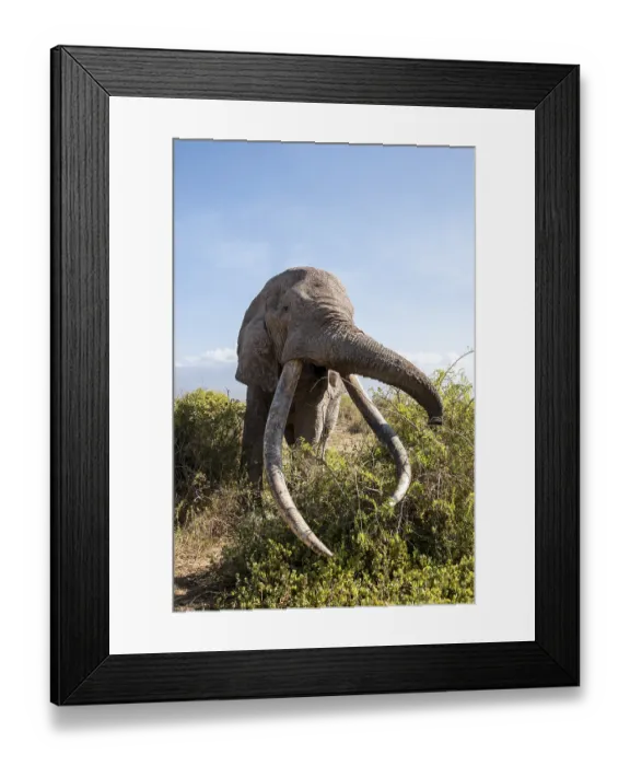 Framed Print : African elephant (Loxodonta africana) eats leaves