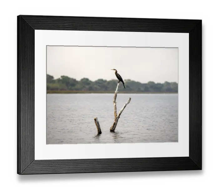 Framed Print : African Darter (Anhinga rufa) sitting on a dead tree in the river Framed Print : African Darter (Anhinga rufa) sitting on a dead tree in the river