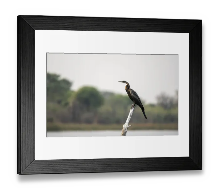 Framed Print : African Darter (Anhinga rufa) sitting on a dead tree in the river Framed Print : African Darter (Anhinga rufa) sitting on a dead tree in the river