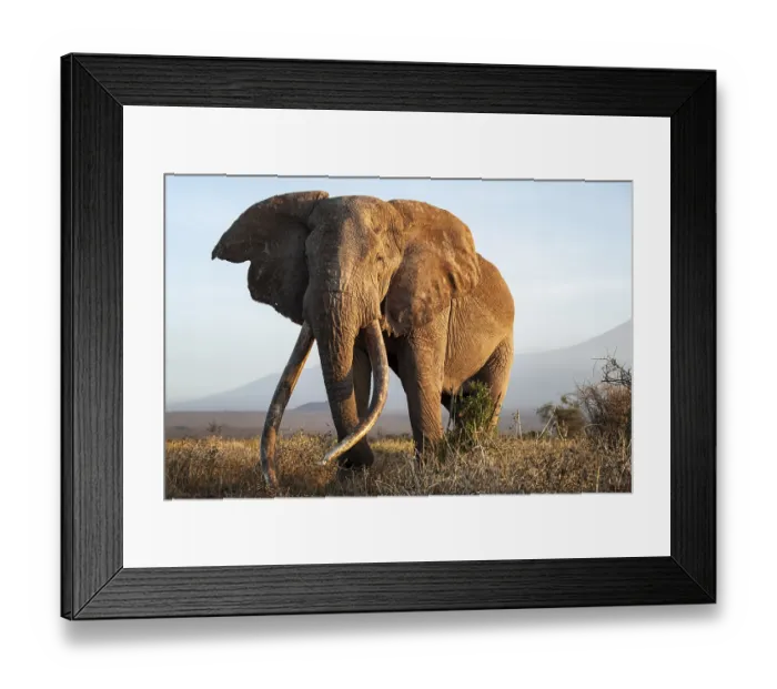 Framed Print : African elephant (Loxodonta africana)