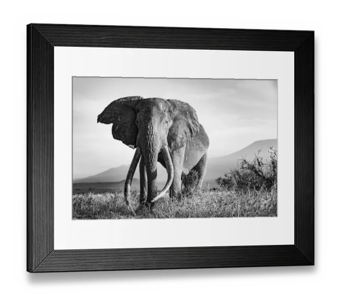 Framed Print : African elephant (Loxodonta africana)