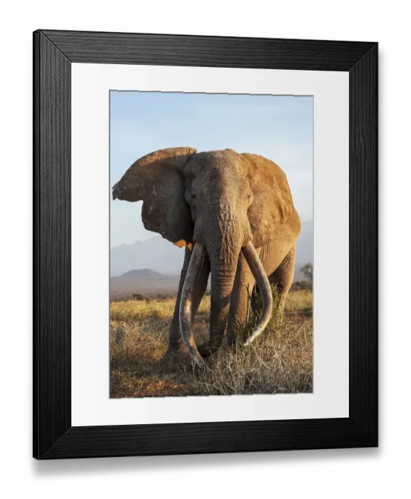 Framed Print : African elephant (Loxodonta africana) Framed Print : African elephant (Loxodonta africana)