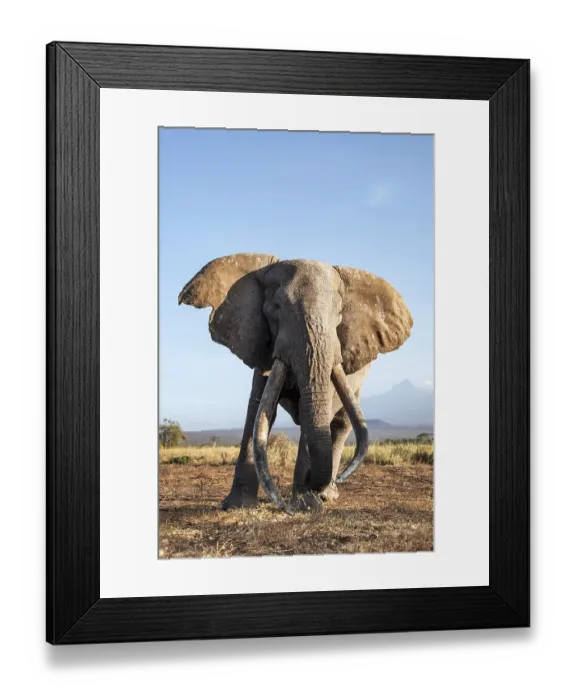 Framed Print : African elephant (Loxodonta africana)