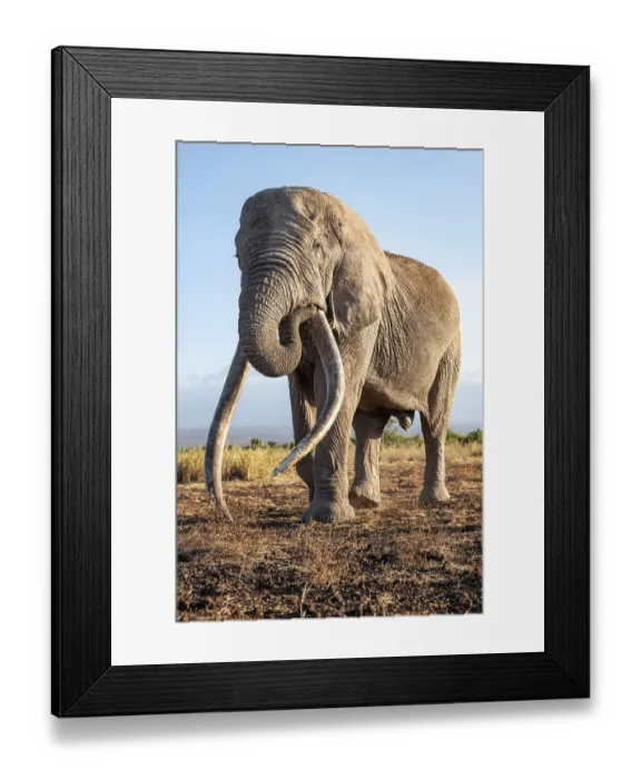 Framed Print : African elephant (Loxodonta africana) Framed Print : African elephant (Loxodonta africana)