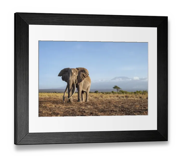 Framed Print : African elephant (Loxodonta africana) in picturesque landscape with the summit of Mount Kilimanjaro Framed Print : African elephant (Loxodonta africana) in picturesque landscape with the summit of Mount Kilimanjaro