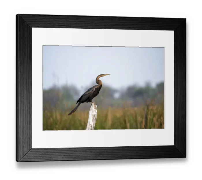 Framed Print : African Darter (Anhinga rufa) sitting on a dead tree