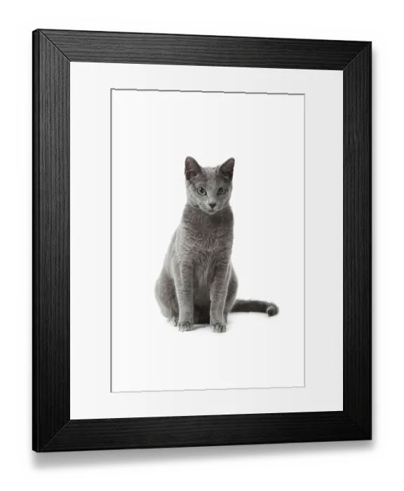 Framed Print : Russian Blue cat Framed Print : Russian Blue cat