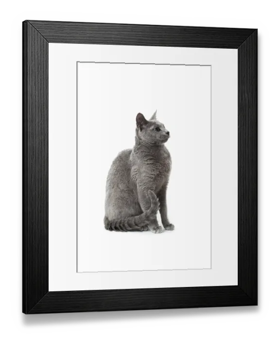 Framed Print : Russian Blue cat Framed Print : Russian Blue cat