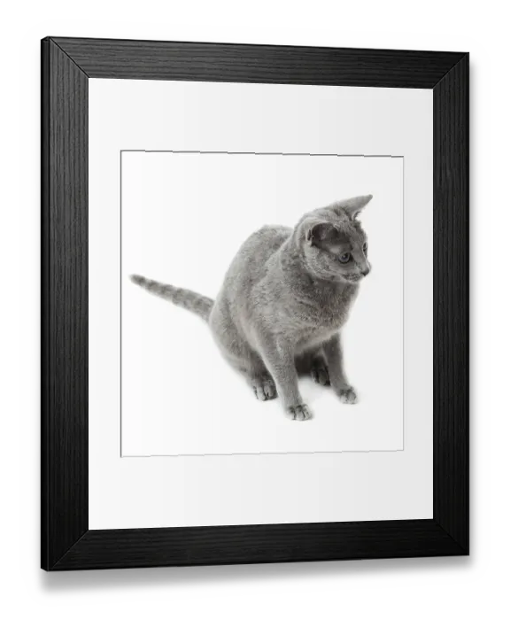 Framed Print : Russian Blue cat