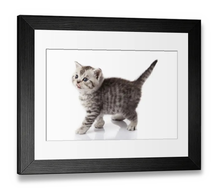 Framed Print : Kitten on a white background Framed Print : Kitten on a white background