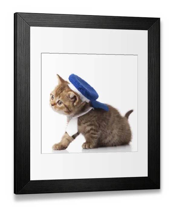 Framed Print : Kitten on a white background