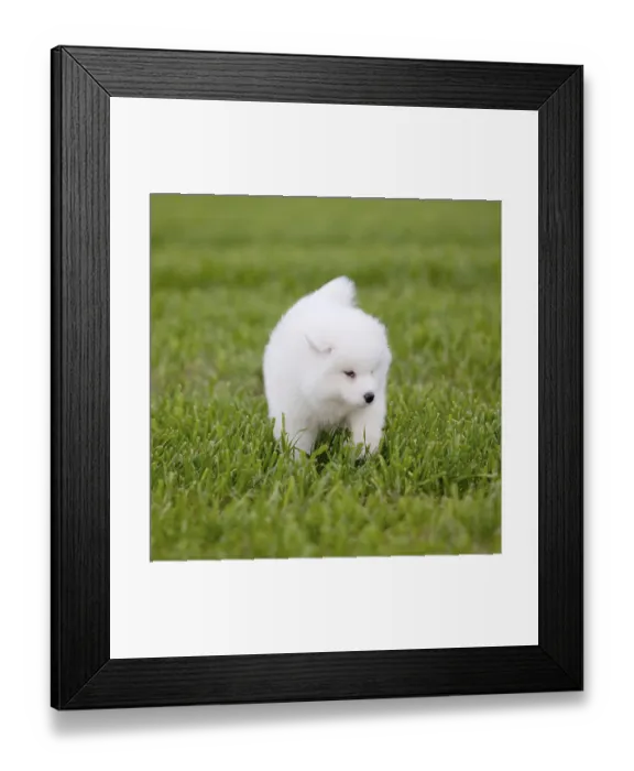 Framed Print : Samoyed dog