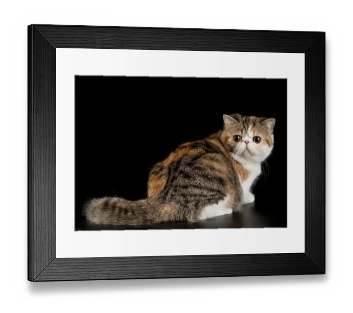 Framed Print : Exotic shorthair cat. Exotic domestic cat on black background