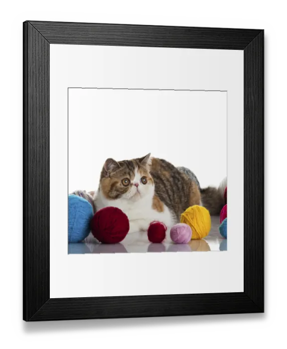 Framed Print : Exotic shorthair cat. Cat with balls of threads
