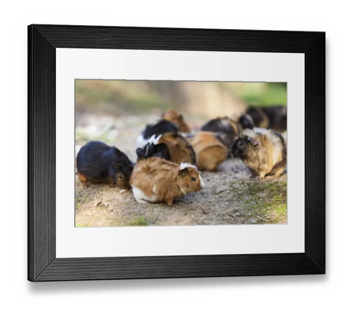 Framed Print : Guinea pigs.Cavia porcellus