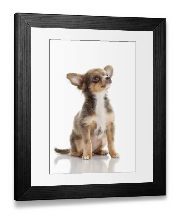 Framed Print : Chihuahua. Cute Chihuahua dog on a white background
