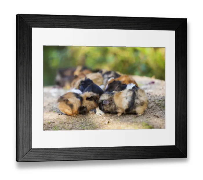 Framed Print : Guinea pigs.Cavia porcellus