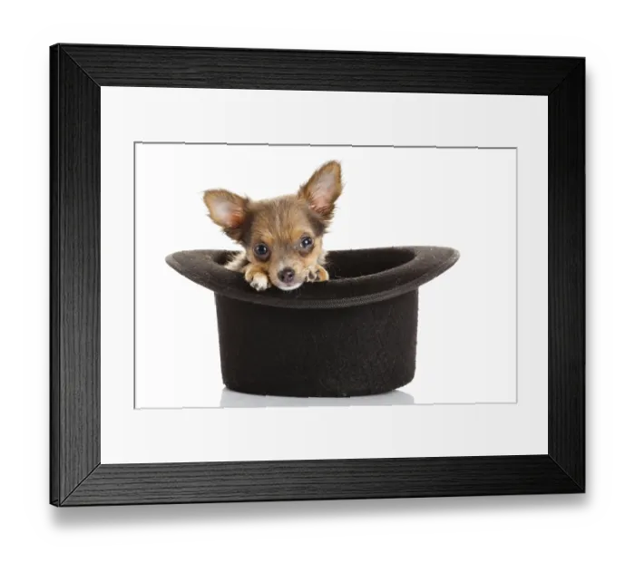 Framed Print : Chihuahua puppy in a hat