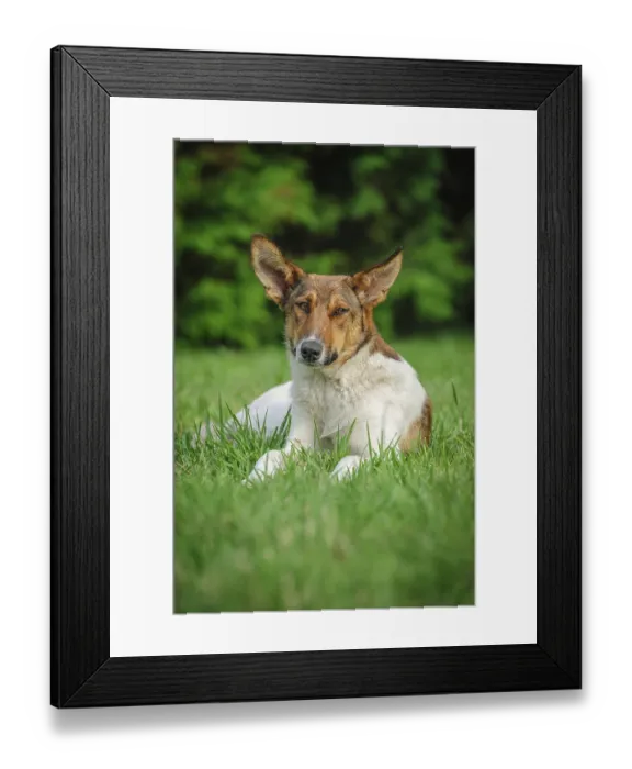 Framed Print : Cute stray dog laying on green grass Framed Print : Cute stray dog laying on green grass