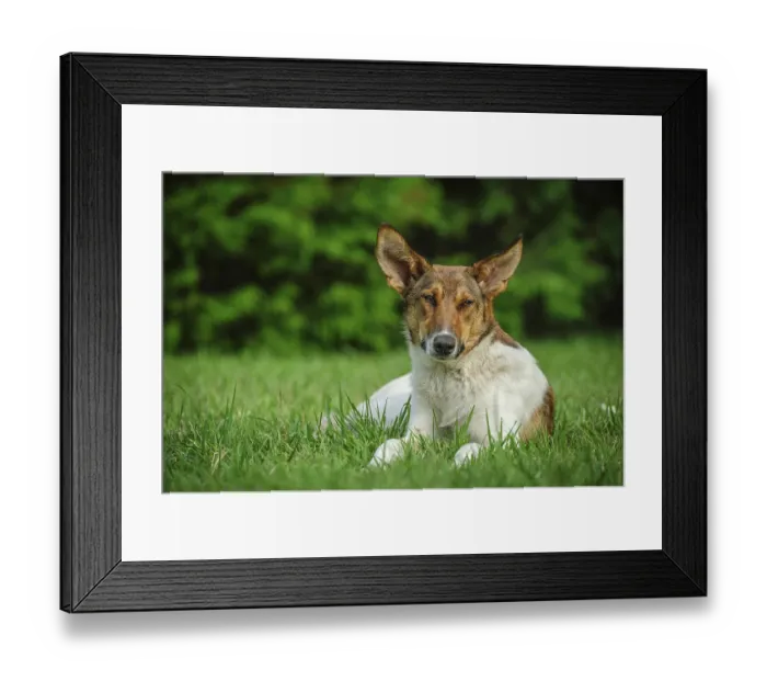 Framed Print : Cute stray dog laying on green grass