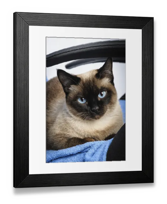 Framed Print : Sad siamese cat face macro extreme closeup Framed Print : Sad siamese cat face macro extreme closeup