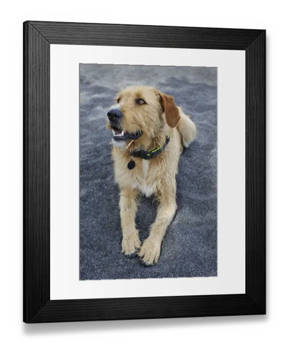 Framed Print : Stray dog with collar having rest at black sand beach of Santorini