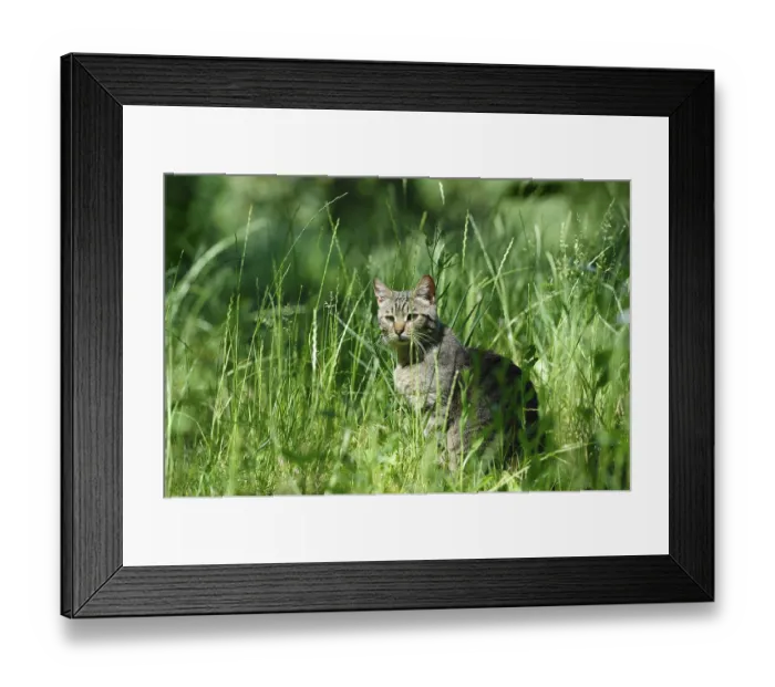 Framed Print : Gray striped domestic cat sitting in the grass