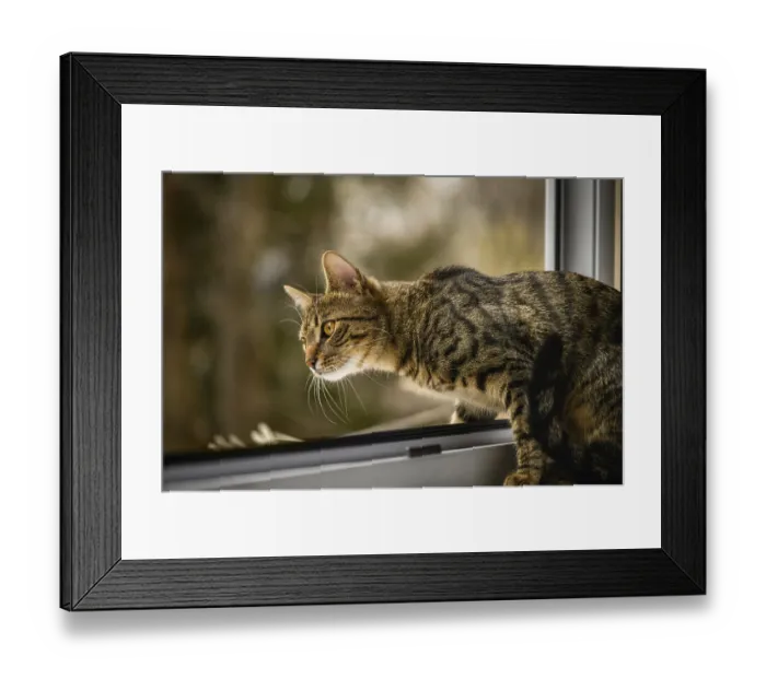 Framed Print : Portrait of young european shorthair breed cat