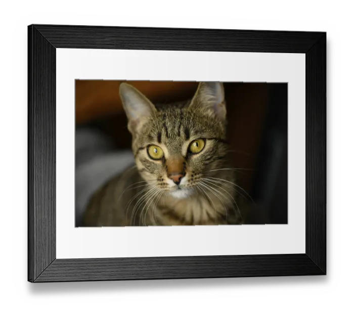 Framed Print : Portrait of young european shorthair breed cat's head
