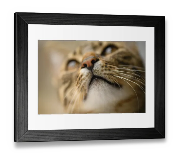 Framed Print : Young european shorthair breed cat's head Framed Print : Young european shorthair breed cat's head