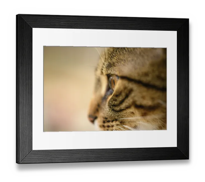 Framed Print : Young european shorthair breed cat's head