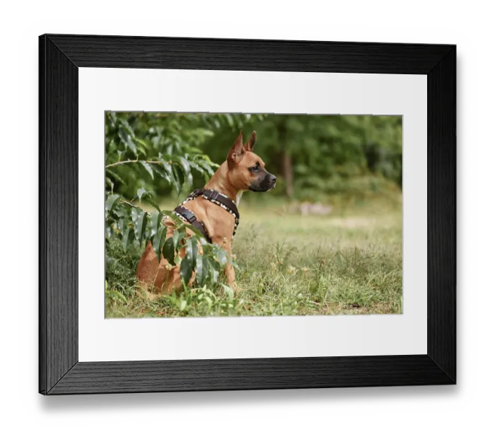 Framed Print : Mixed-breed dog wearing Y-shaped harness sitting among grass and plants