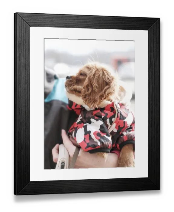 Framed Print : Cavalier King Charles Spaniel, young dog sits in the arms of his owner and looks at her