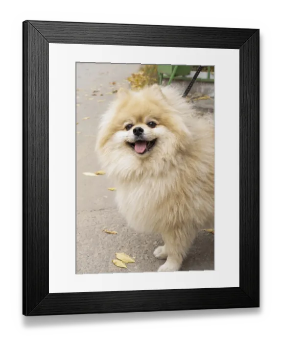 Framed Print : A happy Pomeranian on a walk