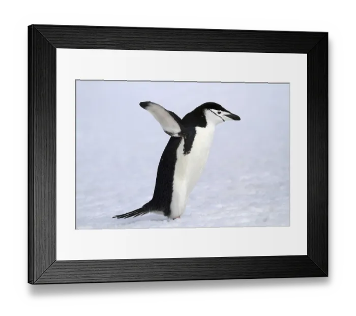 Framed Print : Bridled penguin in Antarctica, animals